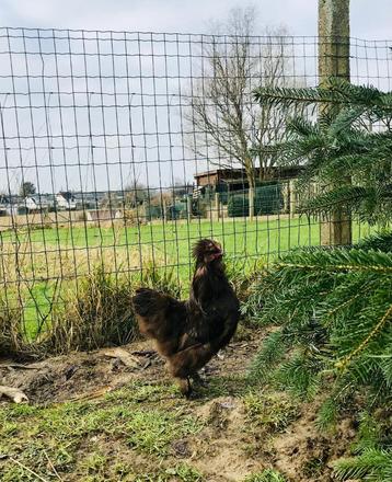 Zijdehoen haantje GRATIS, Dieren en Toebehoren, Mannelijk, Kip