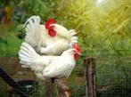 Leghorn hanen, Dieren en Toebehoren, Pluimvee, Kip, Mannelijk