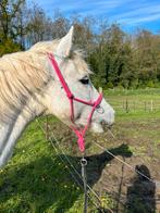 Connemara merrie/ fokmerrie/ projectpaard, E pony (1.48m - 1.57m), Merrie, 7 tot 10 jaar, Met stamboom