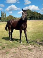GEZOCHT: jonge springpaarden, Ophalen of Verzenden