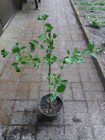 Europe Kardinaalsmuts, Euonymus Europaeus in 3-l. potten: 5€