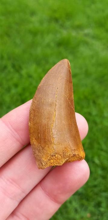 Top Carcharodontosaurus dinosaurus tand uit Marokko fossiel beschikbaar voor biedingen