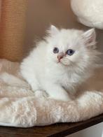 Kittens britse korthaar . Mogen verhuizen, Dieren en Toebehoren, Katten en Kittens | Raskatten | Korthaar, Meerdere dieren, Gechipt
