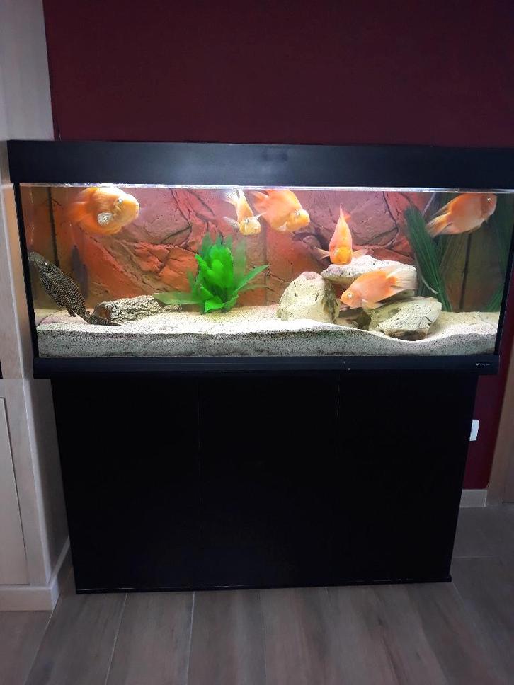 aquarium 350L inclusief vissen en alle toebehoren, Dieren en Toebehoren, Vissen | Aquaria en Toebehoren, Gebruikt, Overige typen