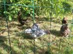 jonge Mechelse koekoek haan, Dieren en Toebehoren, Pluimvee, Mannelijk, Kip