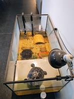 2 waterschildpadden met aquarium & filter, Dieren en Toebehoren, Ophalen, Gebruikt, Terrarium of Paludarium