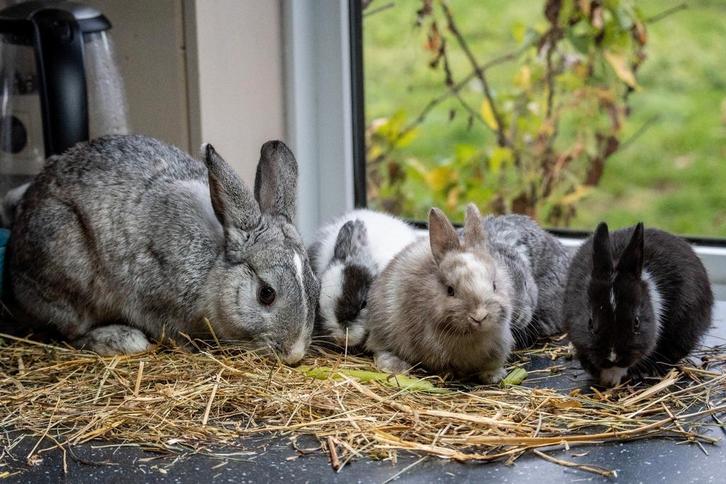Konijnen, Dieren en Toebehoren, Konijnen, Klein, Mannelijk, 0 tot 2 jaar