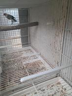 Distelvinken, Mannelijk