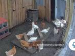 Wit leghorn, Dieren en Toebehoren, Vrouwelijk, Kip