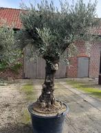 Olijfboom oldskin laatste stuk, Jardin & Terrasse, Plantes | Arbres, Enlèvement ou Envoi, 100 à 250 cm, Plein soleil, Olivier