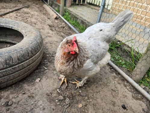 Kip te koop, Dieren en Toebehoren, Pluimvee, Kip
