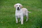 Blonde Labrador pups te koop
