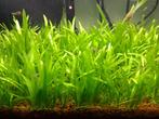 Vallisneria Nana (naine) - plante d'aquarium, Dieren en Toebehoren, Nieuw, Plant(en), Steen of Hout, Ophalen of Verzenden