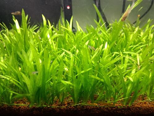 Vallisneria Nana (naine) - plante d'aquarium, Dieren en Toebehoren, Vissen | Aquaria en Toebehoren, Nieuw, Plant(en), Steen of Hout