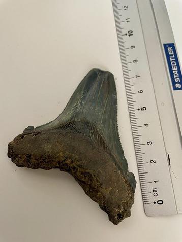 Haaientand Otodus Angustidens beschikbaar voor biedingen