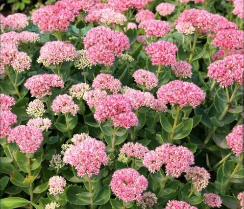 Sedum - Vetkruid, Tuin en Terras, Planten | Tuinplanten, Vaste plant, Overige soorten, Halfschaduw, Zomer, Ophalen