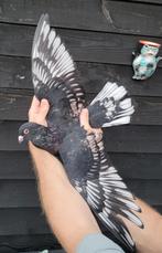 Kleurpostduiven, Dieren en Toebehoren, Vogels | Duiven