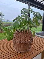 Monstera, Groene kamerplant, Ophalen, Halfschaduw