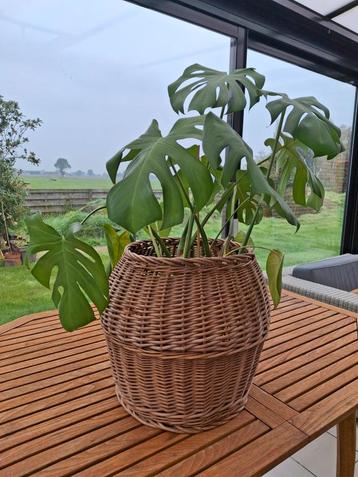 Monstera  beschikbaar voor biedingen