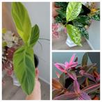 Planten pakket, Enlèvement