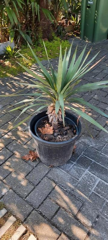 Prachtige Yucca spotprijs beschikbaar voor biedingen