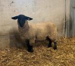Suffolk ooilam te koop, Dieren en Toebehoren, Vrouwelijk, Schaap, 0 tot 2 jaar