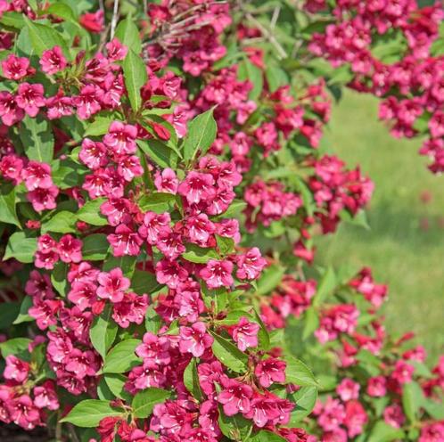 Weigelia Bristol Ruby, Tuin en Terras, Planten | Struiken en Hagen, Haag, Overige soorten, 100 tot 250 cm, Ophalen