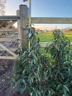 Prachtige portugeese laurier planten, Ophalen, Laurier, Haag