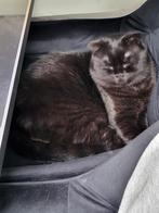 Kater britse korthaar, Dieren en Toebehoren, Kater