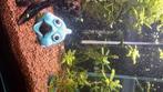Aquarium met vissen, Dieren en Toebehoren, Ophalen, Gebruikt, Gevuld zoetwateraquarium