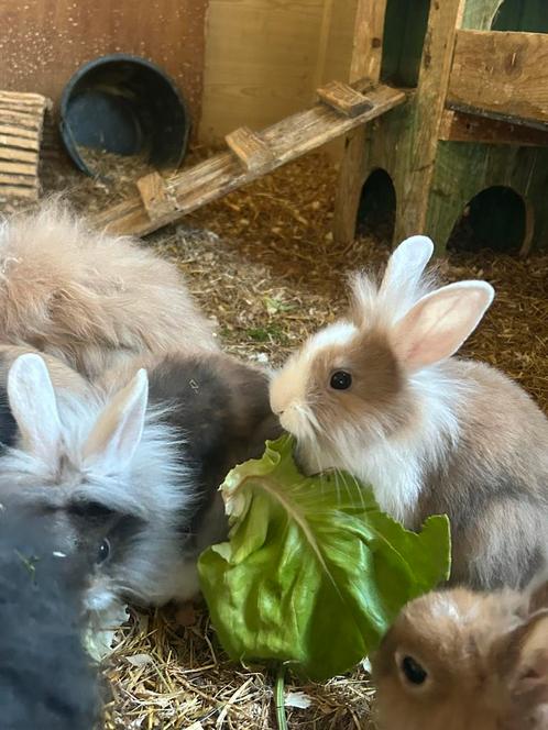Konijntjes te koop, Dieren en Toebehoren, Konijnen, Klein, Geslacht onbekend, 0 tot 2 jaar
