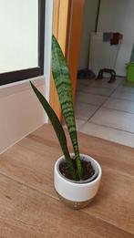 Sanseveria met pot, Huis en Inrichting, Kamerplanten, Ophalen of Verzenden