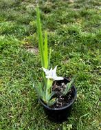 iris blancs en pots - plante vivace de jardin, Jardin & Terrasse, Plantes | Jardin, Printemps, Autres espèces, Enlèvement ou Envoi
