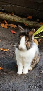 Senior konijn, oudere voedster gezocht, Dieren en Toebehoren, Konijnen, Vrouwelijk