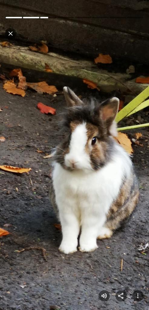 Senior konijn, oudere voedster gezocht, Animaux & Accessoires, Lapins, Femelle