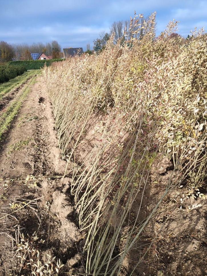 Liguster 60-90 met kluit aan spotprijs!, Tuin en Terras, Planten | Tuinplanten, Vaste plant, Overige soorten, Volle zon, Bloeit niet