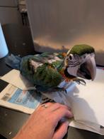 Tamme ara te koop, Dieren en Toebehoren, Vogels | Parkieten en Papegaaien, Meerdere dieren, Papegaai, Geringd