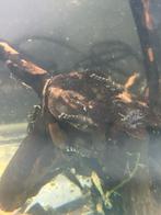 Jonge borstelneuzen( Ancistrus), Vis, Zoetwatervis