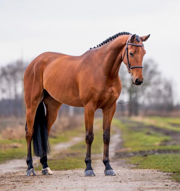Brave 5jarige springruin, Dieren en Toebehoren, Paarden, Ruin, B, 160 tot 165 cm, 3 tot 6 jaar, Springpaard, Met stamboom, Gechipt