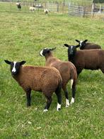 4 jonge zwartbles ooien !, Vrouwelijk, Schaap