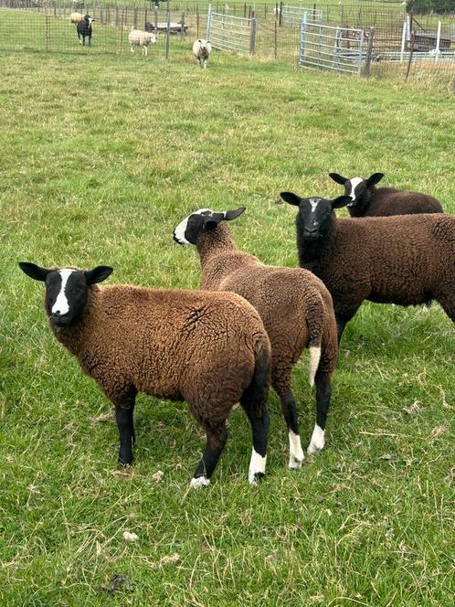4 jonge zwartbles ooien !, Dieren en Toebehoren, Schapen, Geiten en Varkens, Schaap, Vrouwelijk