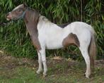 Amha.nmprs merrietje, Dieren en Toebehoren, Pony's