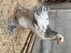 Brahma kuikens, Dieren en Toebehoren, Pluimvee, Mannelijk, Kip