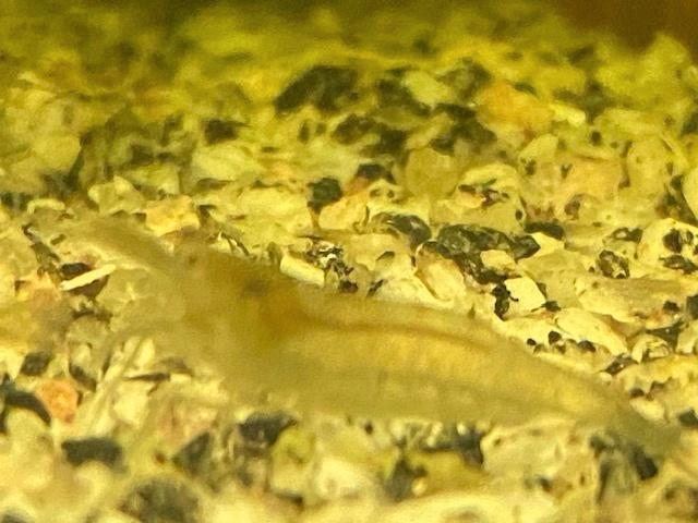 Neocaridina garnalen - wildkleur, Dieren en Toebehoren, Vissen | Aquariumvissen, Zoetwatervis, Kreeft, Krab of Garnaal, Schoolvis