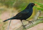 Jonge merel pop, Dieren en Toebehoren, Geslacht onbekend, Wildzangvogel, Geringd
