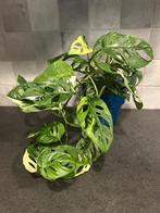 Monstera Adansonii variegata, Huis en Inrichting, Kamerplanten, Ophalen of Verzenden