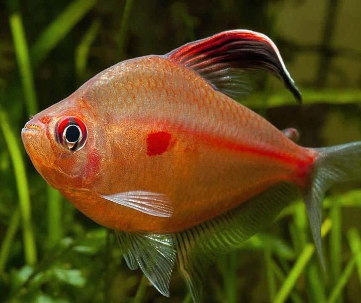 Bloedvlek Tetra gratis 3st., Dieren en Toebehoren, Vissen | Aquariumvissen