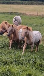 Prachtige panterbonte appaloosa kinderpony shetlander, Dieren en Toebehoren, 0 tot 2 jaar, Hengst, A pony (tot 1.17m), Onbeleerd