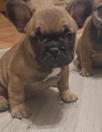 Franse bulldog pups, Dieren en Toebehoren, België, 8 tot 15 weken, CDV (hondenziekte), Bulldog