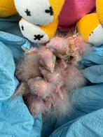 Jonge Pyrrhurra’s, super tam, Dieren en Toebehoren, Vogels | Parkieten en Papegaaien, Geslacht onbekend, Parkiet, Pratend